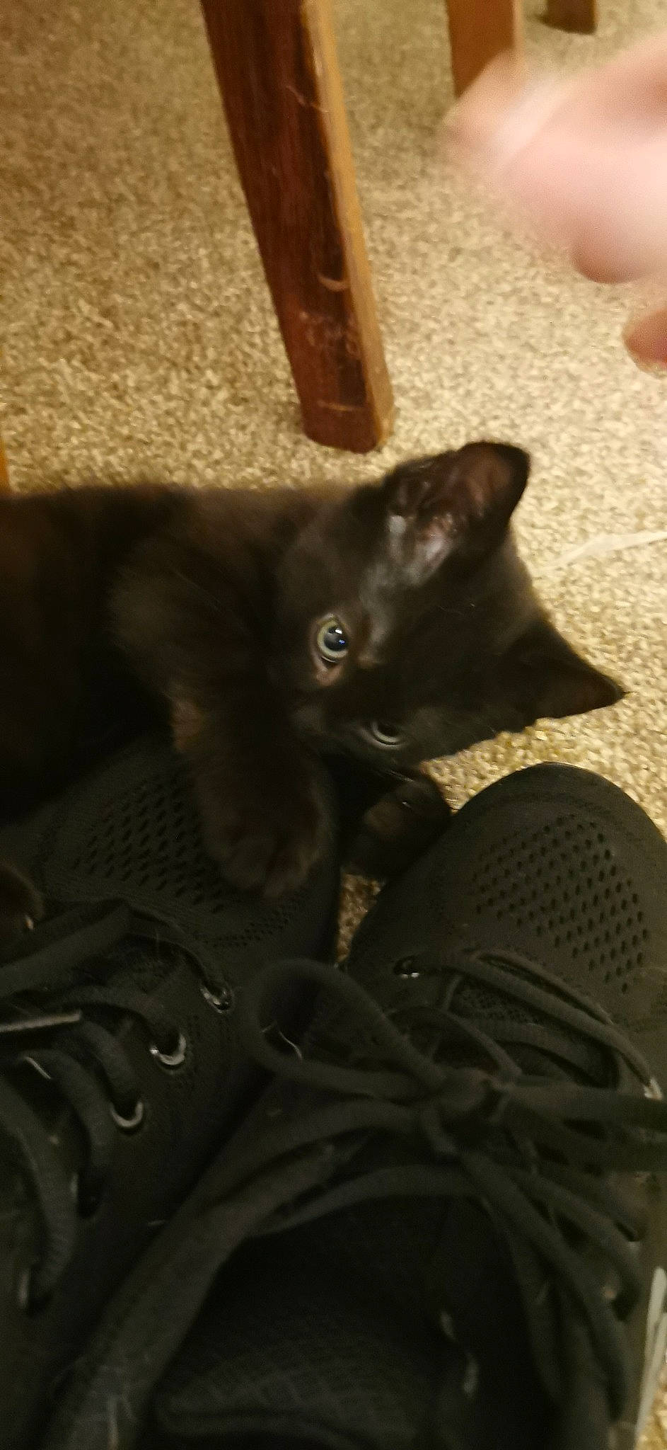 Ysabella is registered to the contest to win money with this photo: black_cat, bombay, carmine, carnivore, cat, claw, comfort, dog_breed, domestic_short_haired_cat, felidae, flooring, fur, grey, hardwood, paw, small_to_medium_sized_cats, tail, terrestrial_animal, whiskers, wood