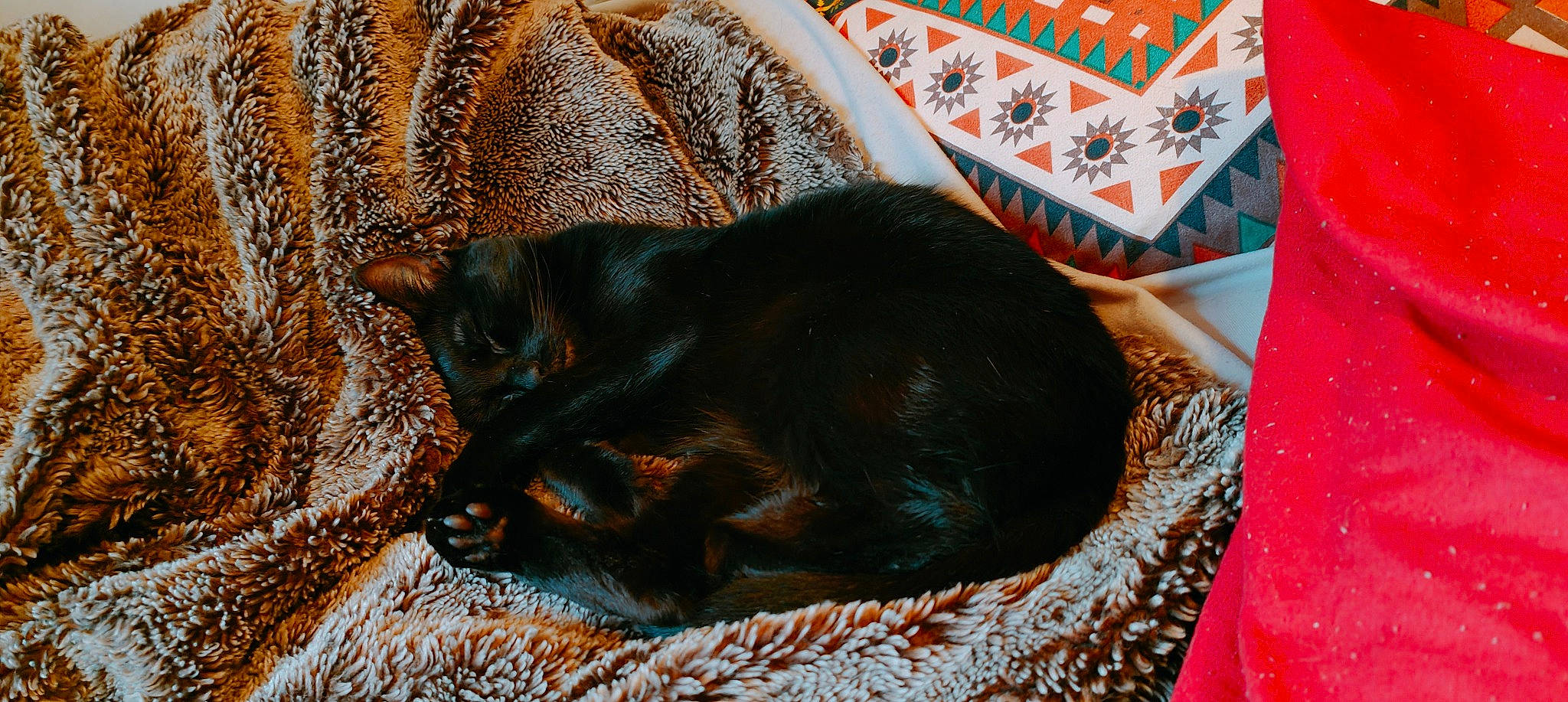 Ysabella is registered to the contest to win money with this photo: black_cat, bombay, canidae, carnivore, cat, cat_supply, claw, comfort, dog_breed, domestic_short_haired_cat, felidae, fur, liver, pet_supply, small_to_medium_sized_cats, snout, sporting_group, tail, terrestrial_animal, whiskers