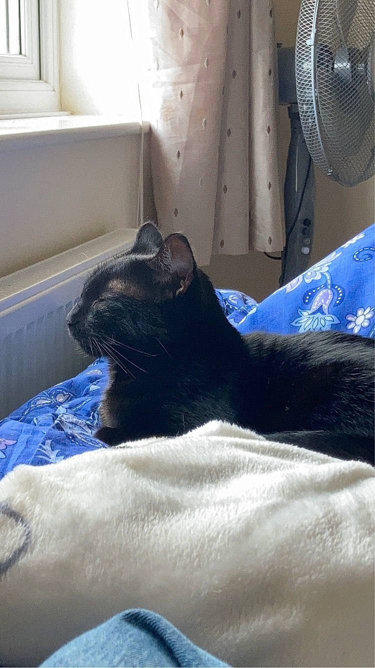 Ysabella is registered to the contest to win money with this photo: bed, bedding, black_cat, carnivore, cat, comfort, domestic_short_haired_cat, electric_blue, felidae, fur, grey, house, linens, mechanical_fan, small_to_medium_sized_cats, snout, tail, tints_and_shades, whiskers, window