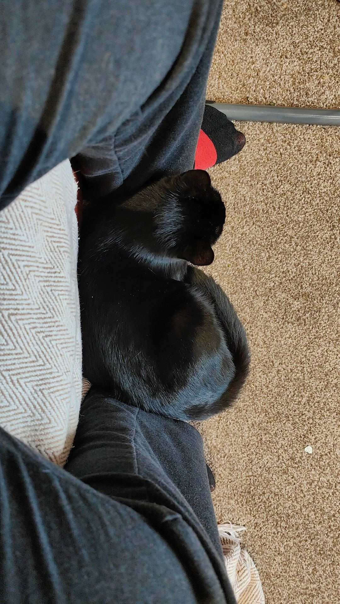 Ysabella joined the competition — help win amazing prizes! calf, comfort, denim, elbow, electric_blue, flooring, foot, fur, grey, human_body, human_leg, jeans, knee, leg, nail, road_surface, sleeve, sportswear, thigh, wood