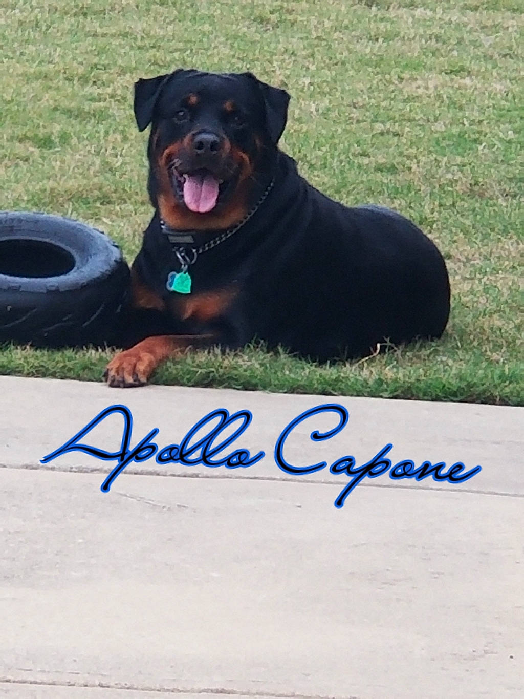 Apollo Capone joined the competition — help win amazing prizes! canidae, carnivore, companion_dog, dog, dog_breed, mammal, rottweiler, snout, sporting_group, vertebrate, working_dog