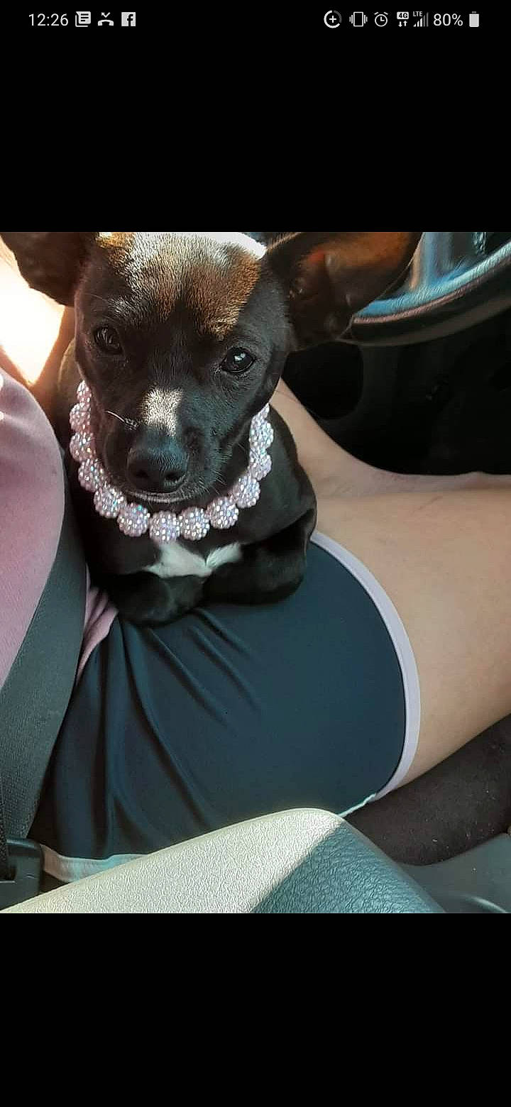 Pippin joined the competition — help win amazing prizes! active_tank, canidae, carnivore, collar, companion_dog, dog, dog_breed, dog_collar, dog_supply, fawn, joint, neck, non_sporting_group, puppy, skin, snout, sporting_group, toy_dog, working_animal, working_dog