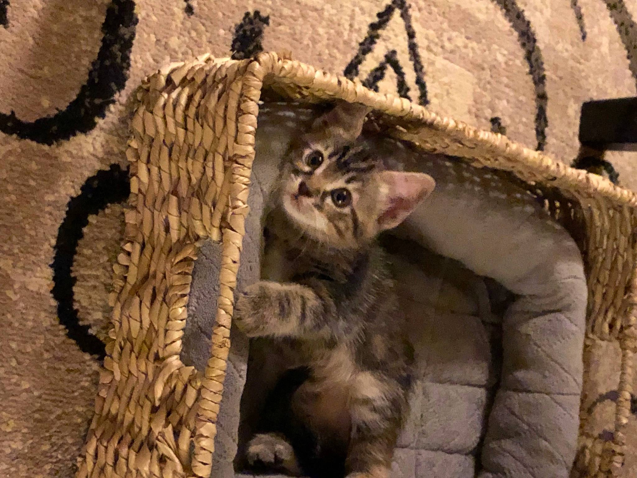 Matilda joined the competition — help win amazing prizes! ancient_history, art, automotive_tire, carnivore, cat, domestic_short_haired_cat, felidae, fur, pattern, rope, small_to_medium_sized_cats, snout, soil, tail, terrestrial_animal, tree, trunk, whiskers, wildlife, wood