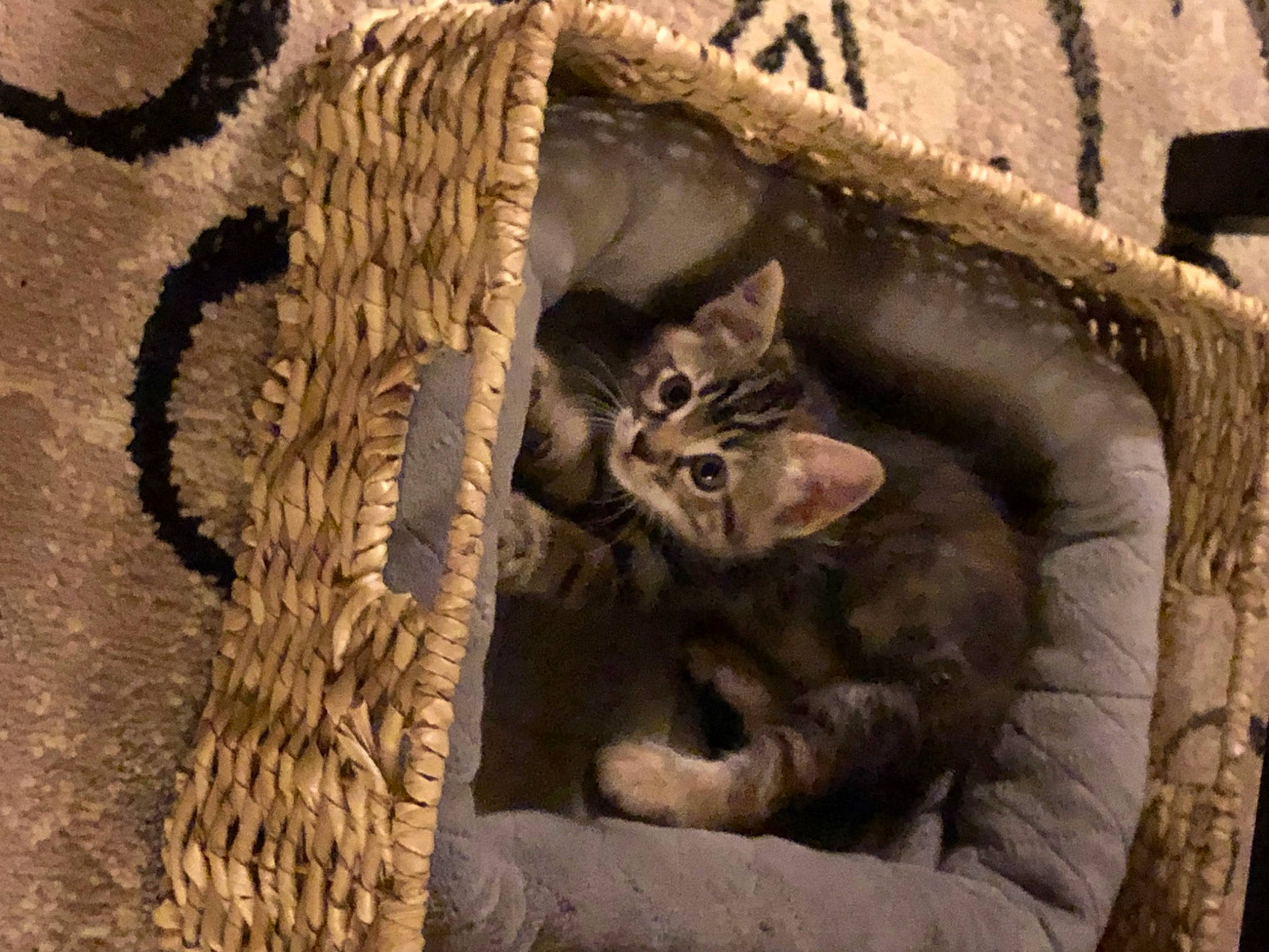 Matilda is registered to the contest to win money with this photo: basket, carnivore, cat, cat_bed, cat_supply, comfort, domestic_short_haired_cat, fawn, felidae, fur, metal, pattern, rope, small_to_medium_sized_cats, tail, terrestrial_animal, trunk, whiskers, wildlife, wood