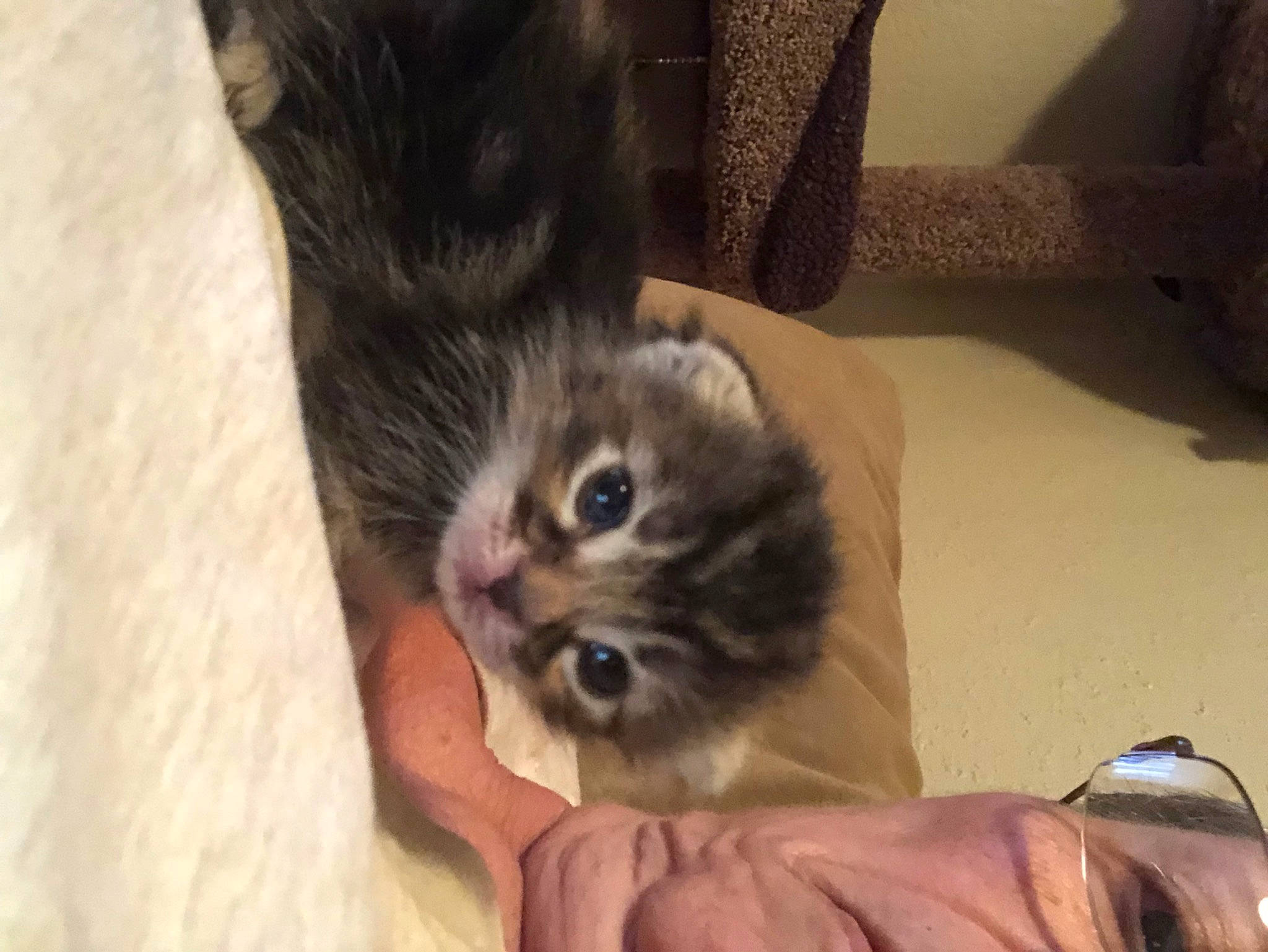 Matilda is registered to the contest to win money with this photo: carnivore, cat, claw, comfort, domestic_short_haired_cat, fawn, felidae, flooring, fur, hardwood, paw, small_to_medium_sized_cats, snout, tail, terrestrial_animal, whiskers, wood