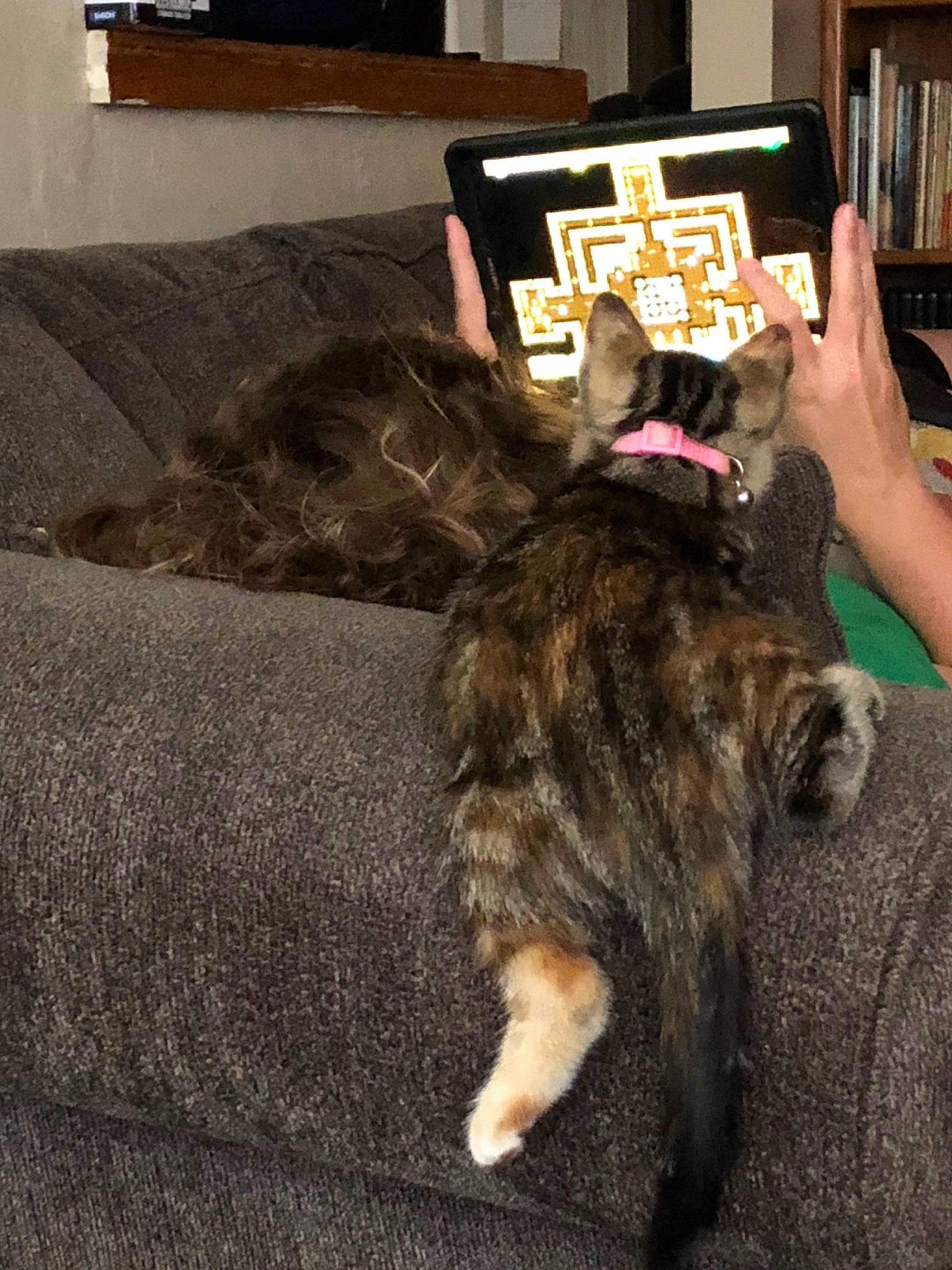 Matilda joined the competition — help win amazing prizes! bookcase, brown, carnivore, cat, comfort, companion_dog, couch, dog_breed, felidae, flooring, fur, picture_frame, publication, shelf, shelving, small_to_medium_sized_cats, sporting_group, tail, whiskers, wood