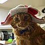 animal, appliance, blue_bell, cat, christmas, closeup, collar, countertop, curious, domestic, feline, hat, holiday, indoor, kitchen, orange_tabby, pet, portrait, santa_hat, whiskers