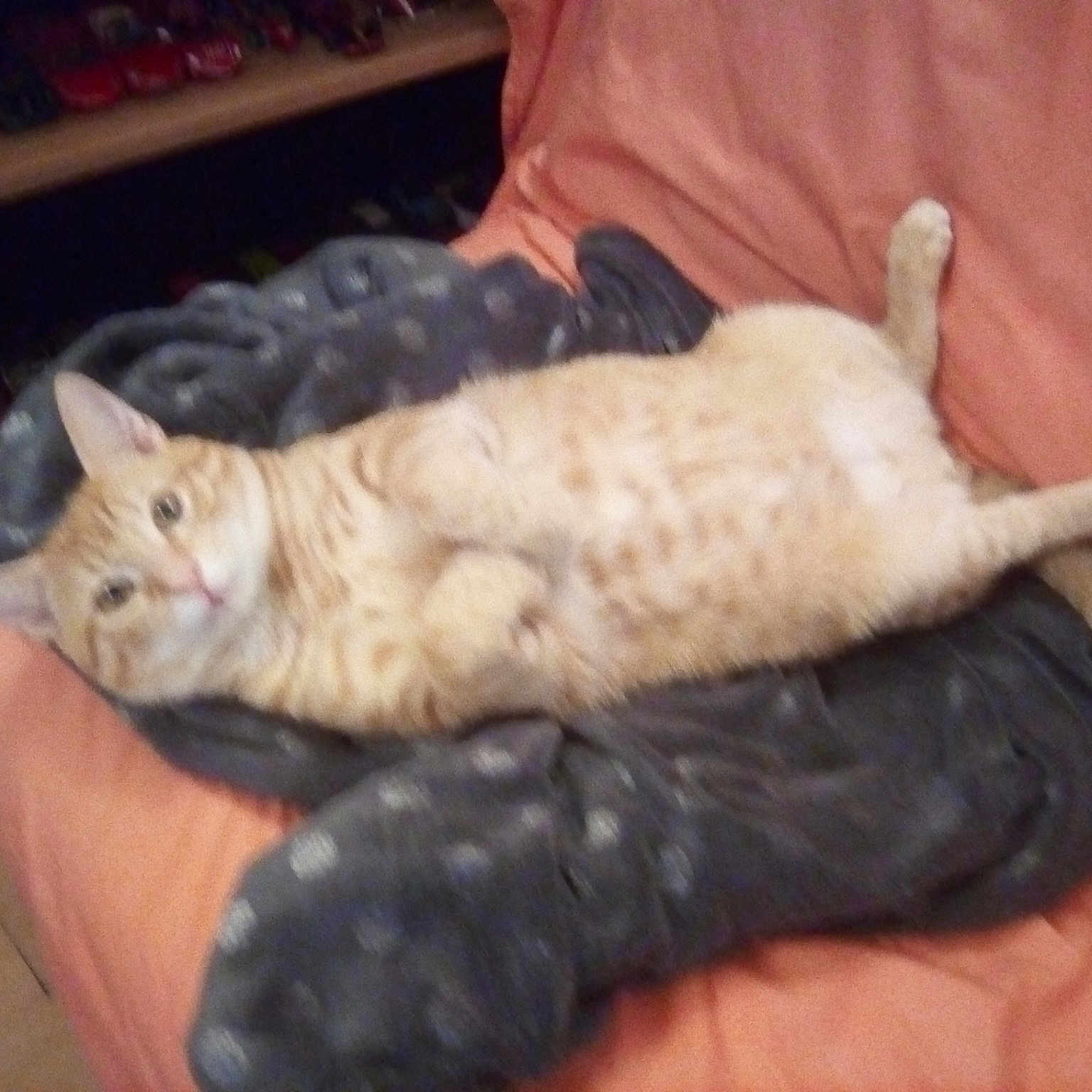 Kiwi a rejoint le concours — aidez-le/la à gagner de superbes lots ! asian, carnivore, cat, claw, domestic_short_haired_cat, dragon_li, european_shorthair, fawn, felidae, german_rex, kitten, paw, small_to_medium_sized_cats, tail, whiskers