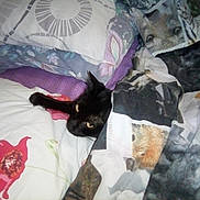 Bananajoe participe au concours pour gagner de l'argent avec cette photo : canidae, carnivore, cat, felidae, french_bulldog, guard_dog, kitten, miniature_pinscher, non_sporting_group, small_to_medium_sized_cats