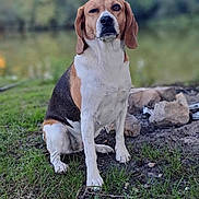 Lyna participe au concours pour gagner de l'argent avec cette photo : dog, beagle, tricolor, sitting, grass, rocks, dirt, outdoor, nature, animal, pet, canine, winking, playful, fur, ears, snout, paw, ground, daylight