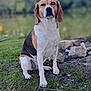 dog, beagle, tricolor, sitting, grass, rocks, dirt, outdoor, nature, animal, pet, canine, winking, playful, fur, ears, snout, paw, ground, daylight