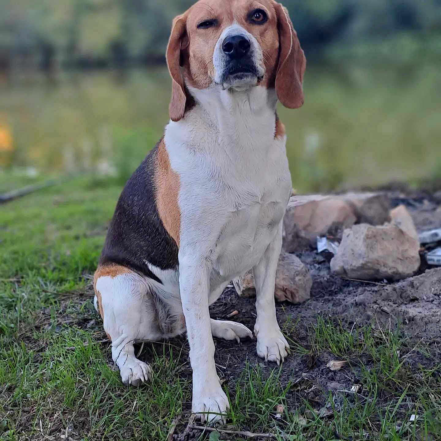 Lyna participe au concours pour gagner de l'argent avec cette photo : dog, beagle, tricolor, sitting, grass, rocks, dirt, outdoor, nature, animal, pet, canine, winking, playful, fur, ears, snout, paw, ground, daylight