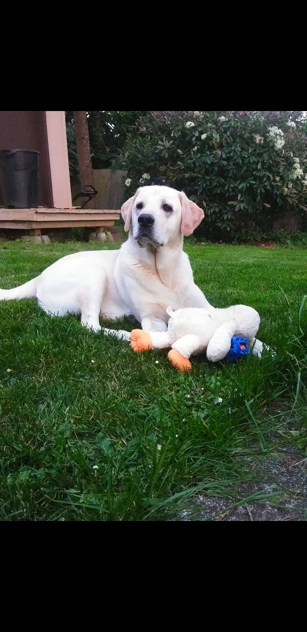 Trooper is registered to the contest to win money with this photo: canidae, carnivore, collar, companion_dog, dog, dog_breed, dog_collar, dogo_guatemalteco, fawn, grass, happy, lawn, plant, puppy, snout, sporting_group, tail, tree, working_animal, working_dog