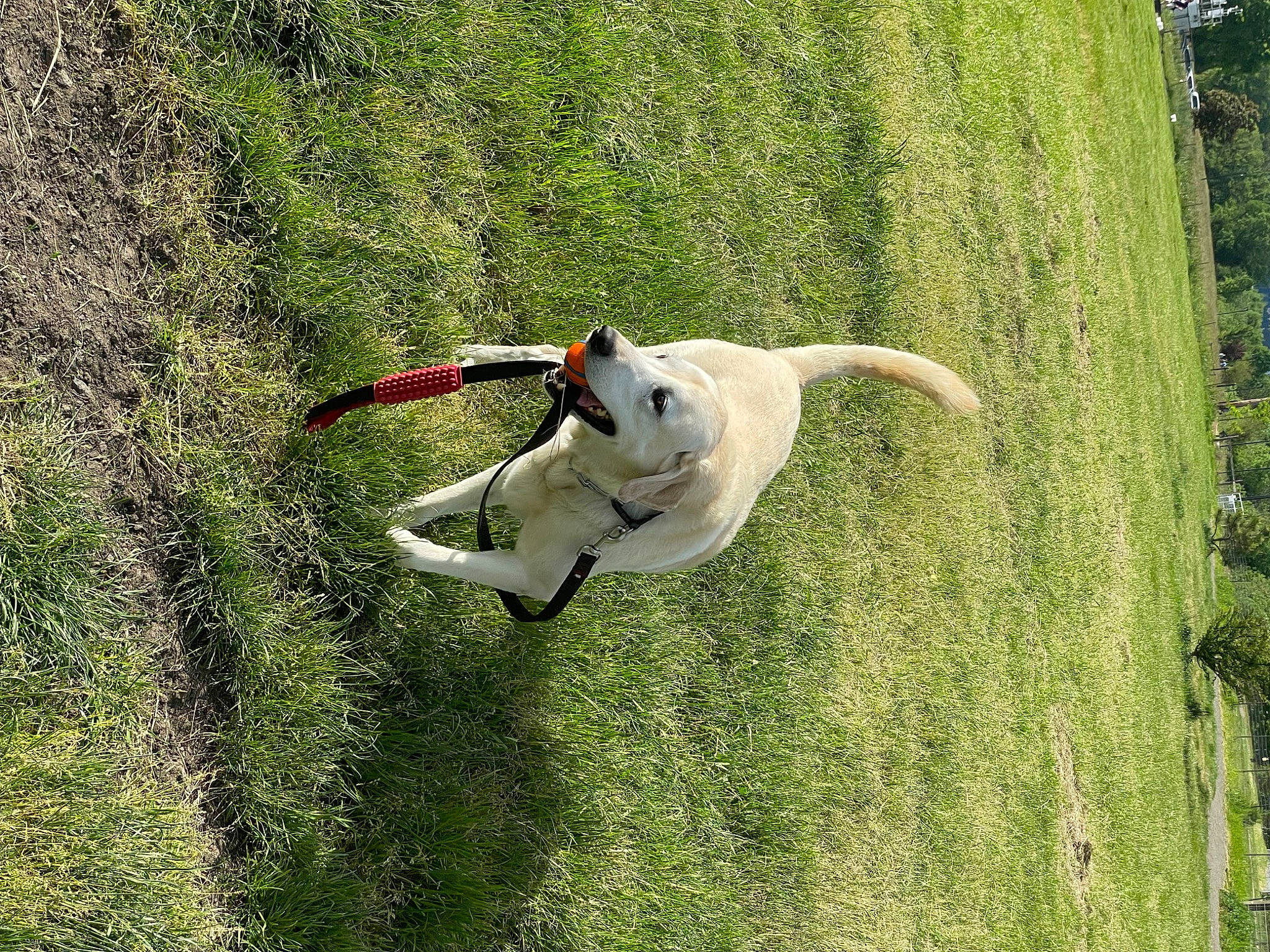 Trooper is registered to the contest to win money with this photo: adventure, canidae, carnivore, companion_dog, dog, dog_breed, grass, grass_family, grassland, lawn, leash, meadow, pasture, people_in_nature, plant, recreation, shrub, sporting_group, tail, working_animal