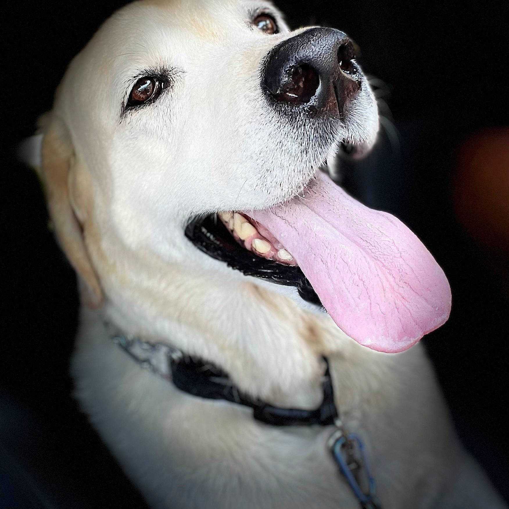 Trooper joined the competition — help win amazing prizes! ancient_dog_breeds, canidae, carnivore, companion_dog, dog, dog_breed, eye, fang, fur, happy, non_sporting_group, paw, photo_caption, puppy, puppy_love, shout, smile, snout, sporting_group, whiskers