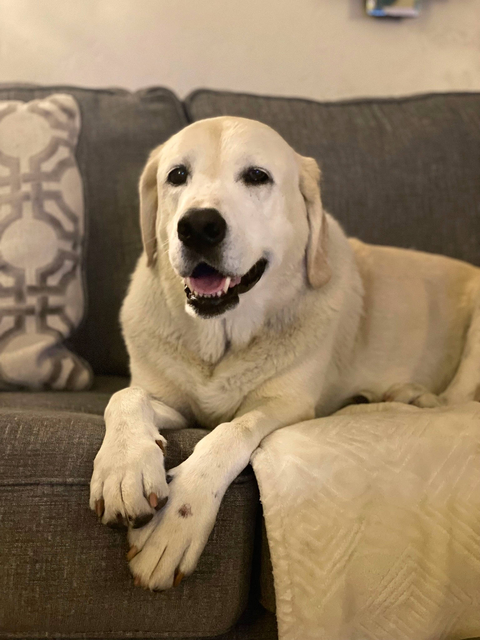 Trooper joined the competition — help win amazing prizes! canidae, carnivore, comfort, companion_dog, couch, dog, dog_breed, dog_supply, fawn, flooring, fur, happy, livestock_guardian_dog, monochrome_photography, pet_supply, smile, snout, sporting_group, whiskers, working_animal