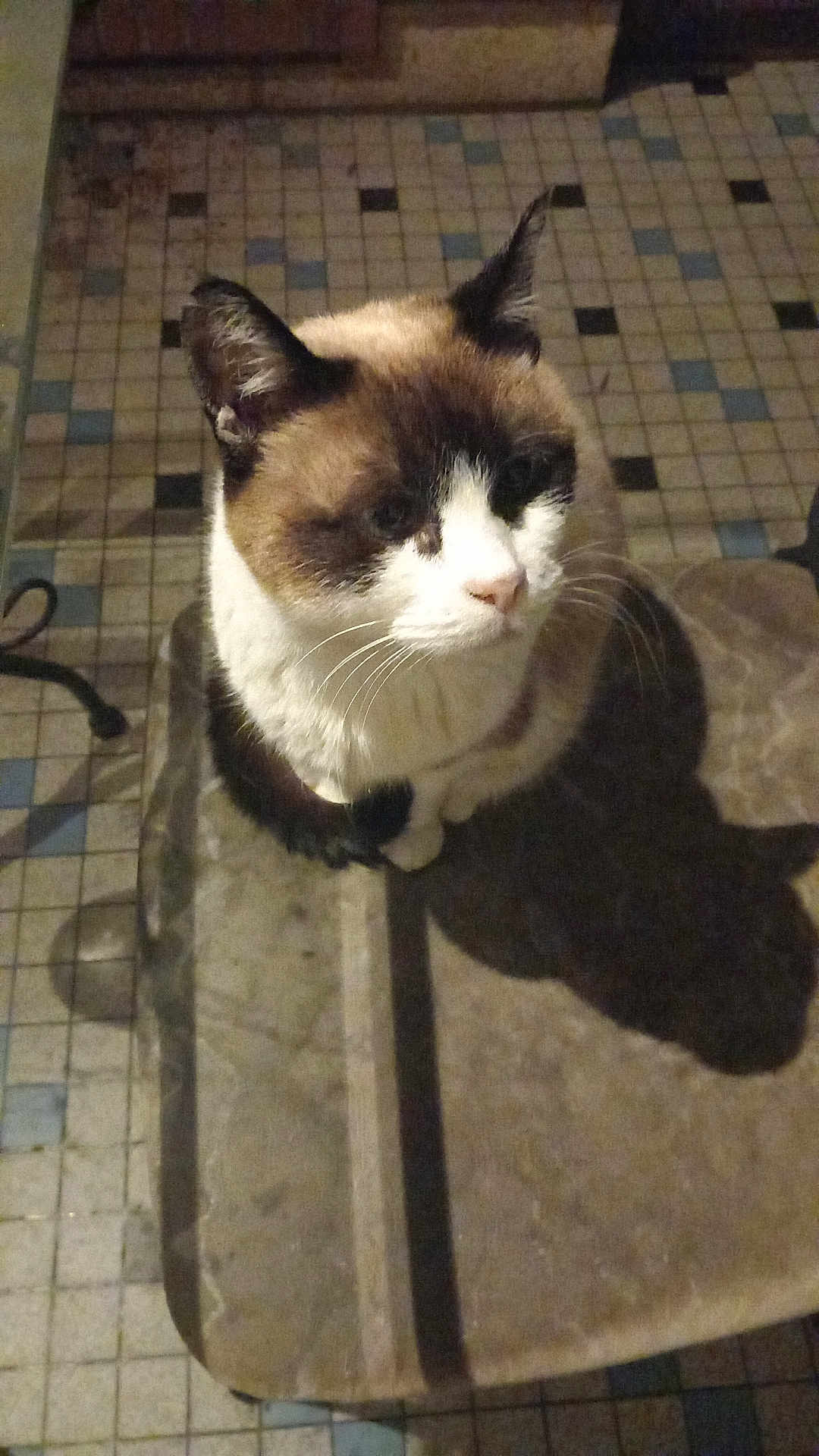 Nala a rejoint le concours — aidez-le/la à gagner de superbes lots ! cat, animal, pet, feline, indoor, shadow, floor, tile, pattern, brown_fur, white_fur, black_fur, sitting, looking_up, whiskers, ears, cute, domestic, closeup, portrait