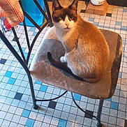 Nala participe au concours pour gagner de l'argent avec cette photo : cat, chair, cushion, tile_floor, kitchen, bowl, dustpan, bag, furniture, pet, animal, indoor, flooring, domestic, looking_at_camera, brown_cat, white_cat, seated, curious, calm