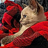 cat, kitten, animal, pet, feline, blue_eyes, profile, whiskers, fur, cream_colored, pointed_ears, sitting, lying_down, blanket, red, black, indoor, cozy, portrait, close_up