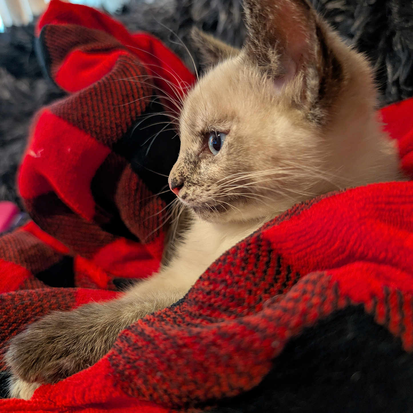 Andi