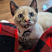 Andi joined the competition — help win amazing prizes! cat, siamese_cat, blue_eyes, pet, feline, close_up, portrait, whiskers, ears, nose, collar, indoors, blanket, cozy, red_blanket, black_blanket, wood_floor, seated, fluffy, looking_at_camera
