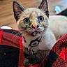 cat, siamese_cat, blue_eyes, pet, feline, close_up, portrait, whiskers, ears, nose, collar, indoors, blanket, cozy, red_blanket, black_blanket, wood_floor, seated, fluffy, looking_at_camera