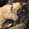 kitten, cat, sleeping, curled_up, cream_colored, fluffy, pink_collar, whiskers, closed_eyes, pink_nose, pet, feline, cozy, blanket, dark_background, indoor, nap, resting, adorable, close_up