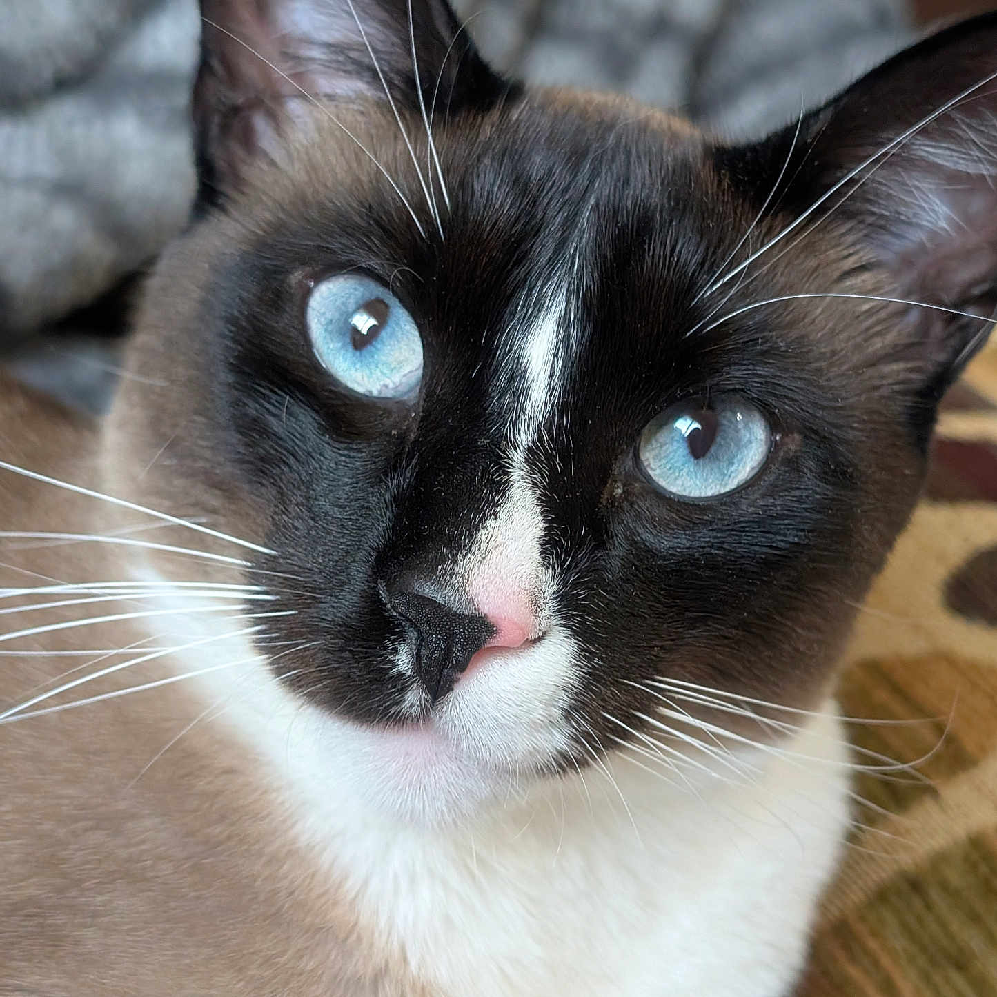 Ollie