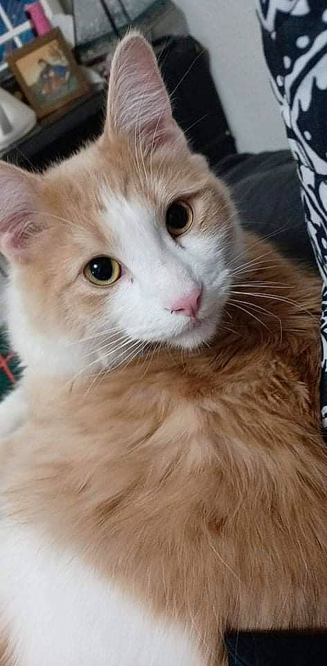 Charlie is registered to the contest to win money with this photo: british_longhair, carnivore, cat, claw, domestic_short_haired_cat, ear, eye, fawn, felidae, fur, iris, paw, small_to_medium_sized_cats, snout, tail, terrestrial_animal, whiskers, window, wood