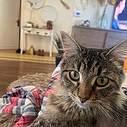 Michmich a rejoint le concours — aidez-le/la à gagner de superbes lots ! cat, tabby, green_eyes, close_up, indoor, living_room, blanket, cozy, furniture, plant, mirror, wood_floor, domestic_cat, pet, whiskers, fur, relaxed, curious, home_decor, soft_light