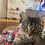 cat, tabby, green_eyes, close_up, indoor, living_room, blanket, cozy, furniture, plant, mirror, wood_floor, domestic_cat, pet, whiskers, fur, relaxed, curious, home_decor, soft_light