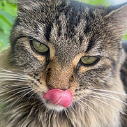 Michmich a rejoint le concours — aidez-le/la à gagner de superbes lots ! cat, tabby, close_up, tongue_out, fluffy, whiskers, green_eyes, fur, animal, pet, nature, outdoor, cute, playful, portrait, face, mammal, feline, tongue, expression