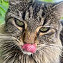 cat, tabby, close_up, tongue_out, fluffy, whiskers, green_eyes, fur, animal, pet, nature, outdoor, cute, playful, portrait, face, mammal, feline, tongue, expression