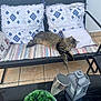 cat, tabby, sleeping, bench, pillow, rug, outdoor, patio, tile_floor, plant, solar_light, lantern, black_metal, furniture, relaxing, cozy, daylight, resting, decor, home