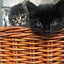 cat, kitten, black_cat, tabby_cat, basket, woven_basket, pet, animal, indoor, cute, feline, fur, eyes, face, head, whiskers, curious, close_up, two_animals, domestic_animal