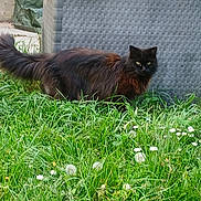 Noire a rejoint le concours — aidez-le/la à gagner de superbes lots ! cat, black_cat, outdoor, grass, flowers, yellow_eyes, feline, animal, pet, nature, greenery, garden, fluffy, fur, alert, standing, texture, daylight, background, wildlife