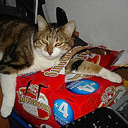 Pistache a rejoint le concours — aidez-le/la à gagner de superbes lots !