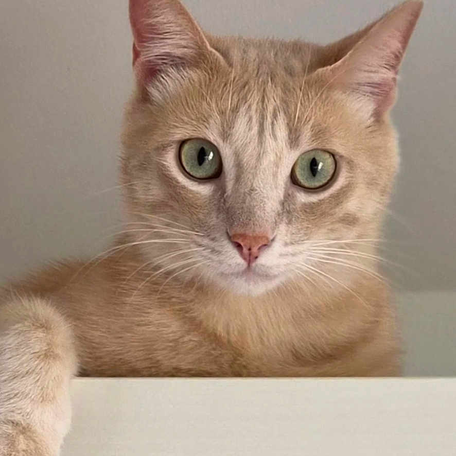 Aslan a rejoint le concours — aidez-le/la à gagner de superbes lots ! cat, ginger_cat, feline, pet, animal, portrait, close_up, green_eyes, whiskers, ears, paw, fluffy, short_hair, indoors, wall, ledge, resting, staring, cute, photography