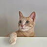 cat, ginger_cat, orange_cat, pet, animal, feline, portrait, close_up, whiskers, green_eyes, pointed_ears, paw, sitting, indoors, table, white_background, wall, alert, cute, photography