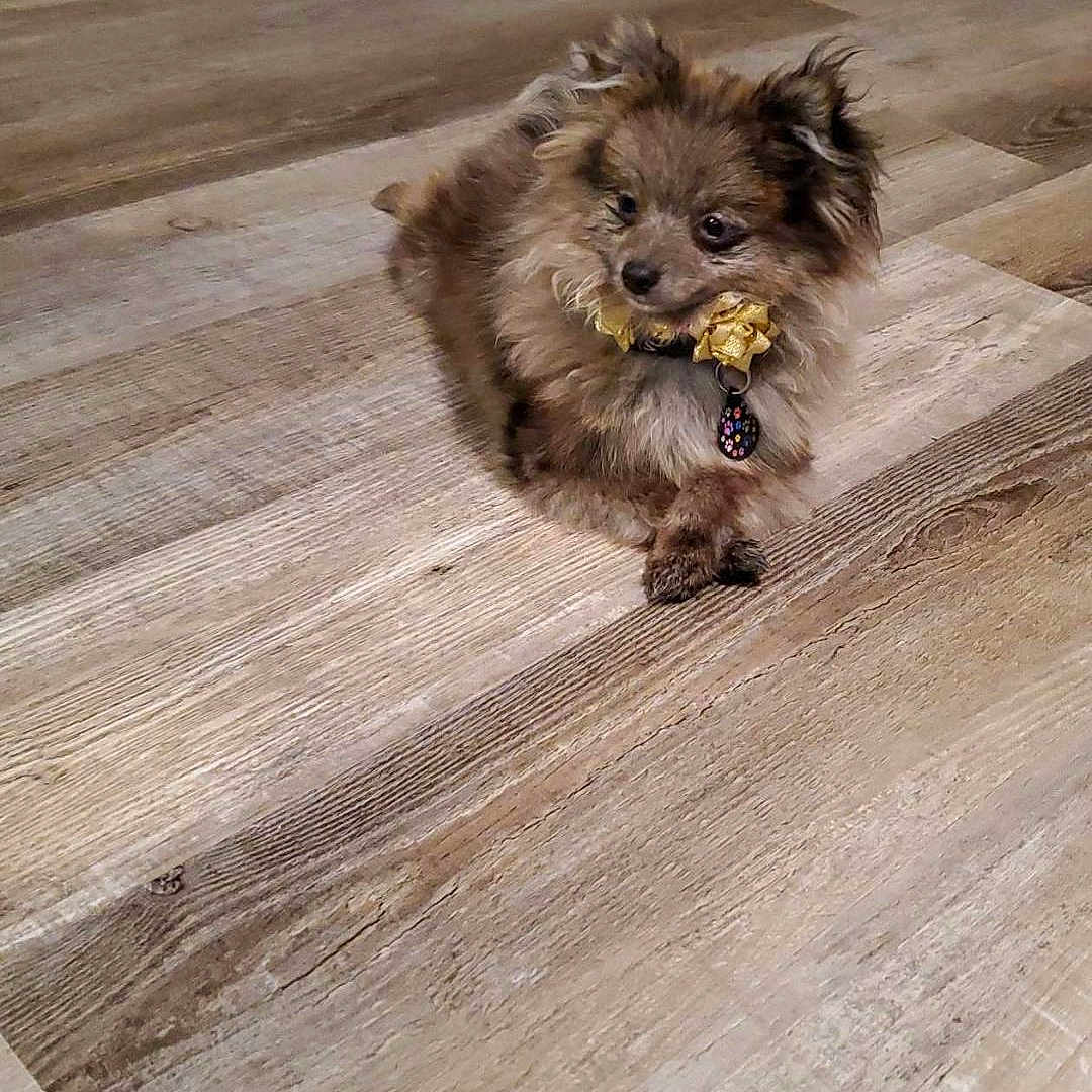 Gizmo