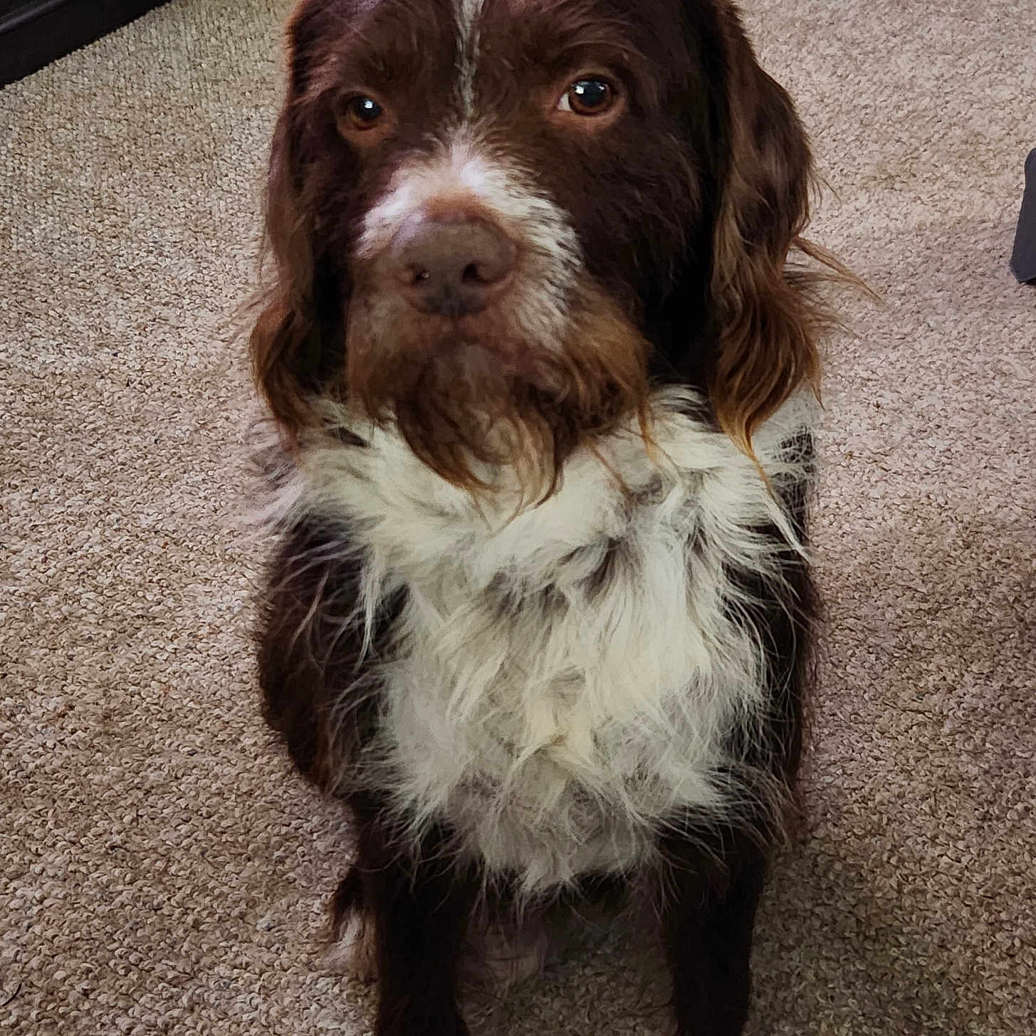 Buster joined the competition — help win amazing prizes! animal, brown, canine, carpet, companion, cute, dog, domestic, face, four_legs, friendly, fur, furry, household, indoor, looking, pet, portrait, sitting, white