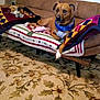 dog, bandana, couch, quilt, blanket, plush_toy, living_room, carpet, floral_pattern, furniture, pet, brown_dog, indoor, relaxed, seated, domestic, cozy, comfort, animal, resting