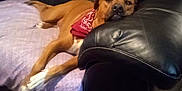 Bruzer joined the competition — help win amazing prizes! dog, brown_dog, bandana, red_bandana, leather_couch, black_couch, blanket, purple_blanket, relaxed, lying_down, pet, indoor, animal, canine, resting, comfort, cozy, paw, snout, fur