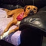 dog, brown_dog, bandana, red_bandana, leather_couch, black_couch, blanket, purple_blanket, relaxed, lying_down, pet, indoor, animal, canine, resting, comfort, cozy, paw, snout, fur