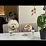 dog, white_dog, small_dog, table, chair, dog_biscuits, glass_of_water, plant, orchid, indoor, pet, waiting, cute, fluffy, marble_table, checkered_chair, tongue_out, side_view, domestic, household