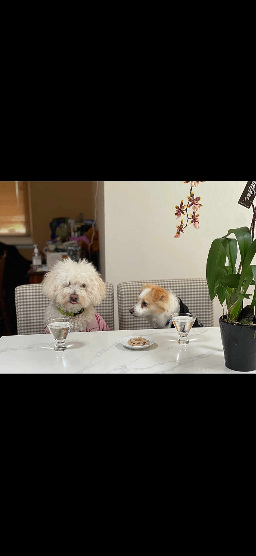 Lucky And Skippy