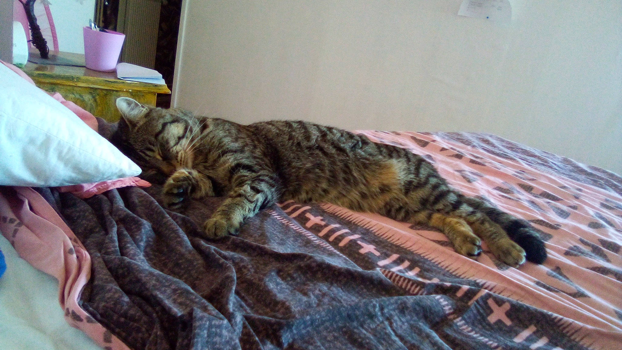 Tigroux a rejoint le concours — aidez-le/la à gagner de superbes lots ! bed, bedding, carnivore, cat, claw, comfort, dog_breed, domestic_short_haired_cat, fawn, felidae, fur, linens, military_camouflage, small_to_medium_sized_cats, sporting_group, tail, terrestrial_animal, textile, whiskers, wood