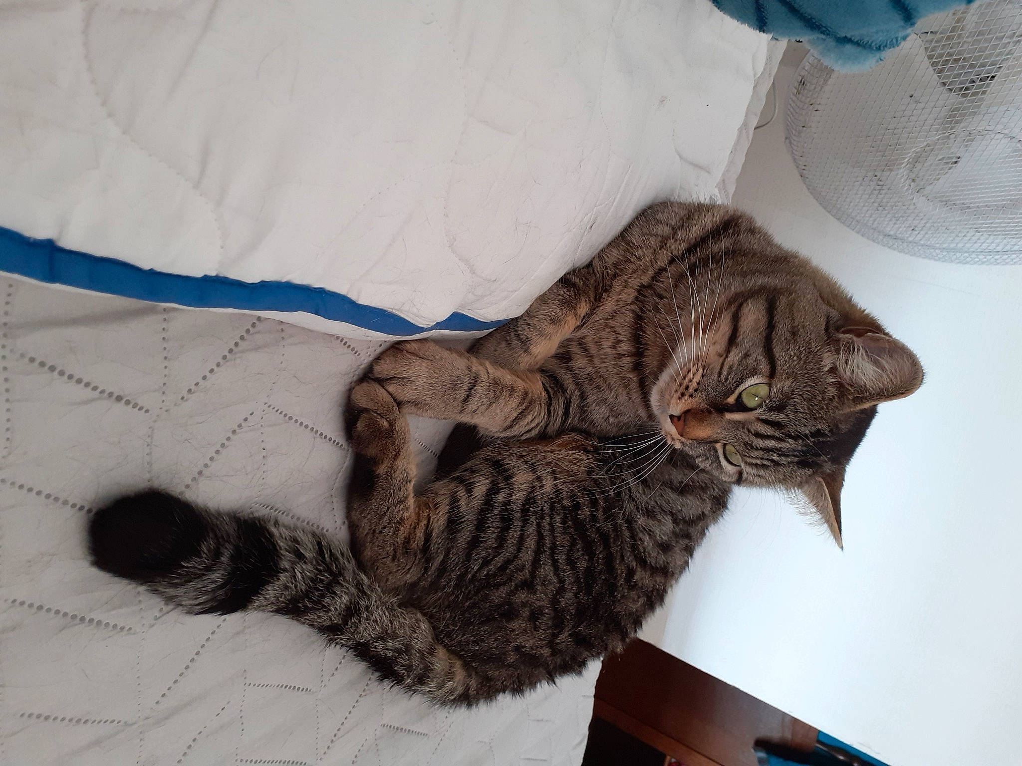 Tigroux a rejoint le concours — aidez-le/la à gagner de superbes lots ! carnivore, cat, cat_bed, claw, comfort, domestic_short_haired_cat, felidae, fur, grey, linens, pattern, paw, serveware, small_to_medium_sized_cats, snout, tableware, tail, terrestrial_animal, textile, whiskers