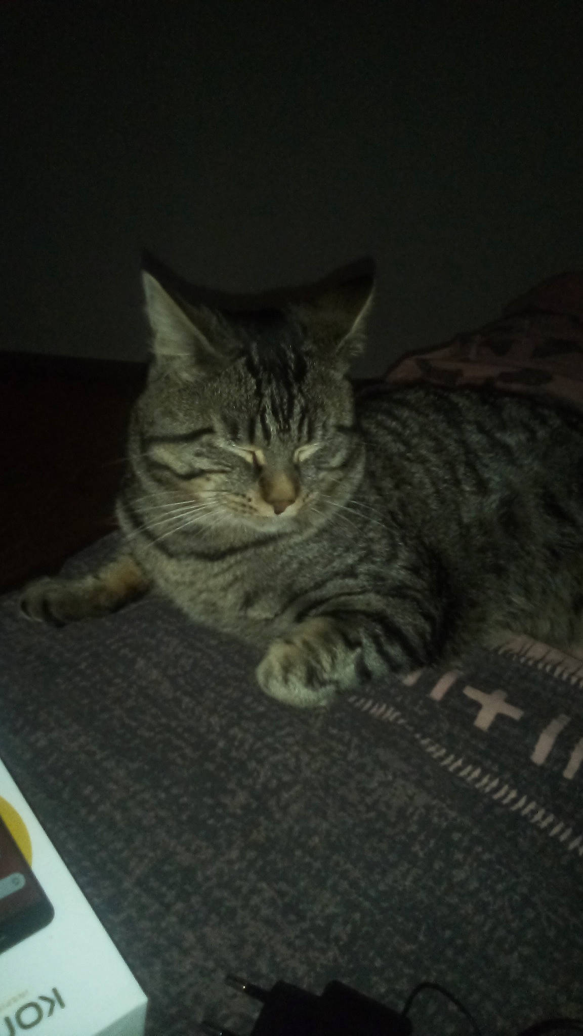 Tigroux a rejoint le concours — aidez-le/la à gagner de superbes lots ! carnivore, cat, claw, darkness, domestic_short_haired_cat, felidae, fur, grey, paw, sitting, small_to_medium_sized_cats, snout, tail, terrestrial_animal, whiskers