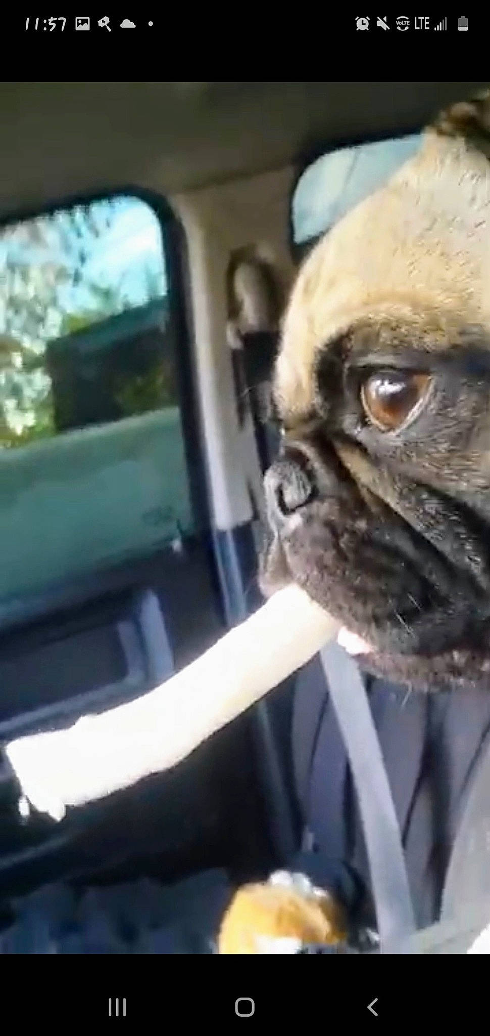 Jenna is registered to the contest to win money with this photo: automotive_mirror, canidae, car, carnivore, collar, companion_dog, dog, dog_breed, family_car, fawn, pug, snout, sporting_group, terrestrial_animal, tints_and_shades, toy_dog, vehicle, vehicle_door, whiskers, wrinkle